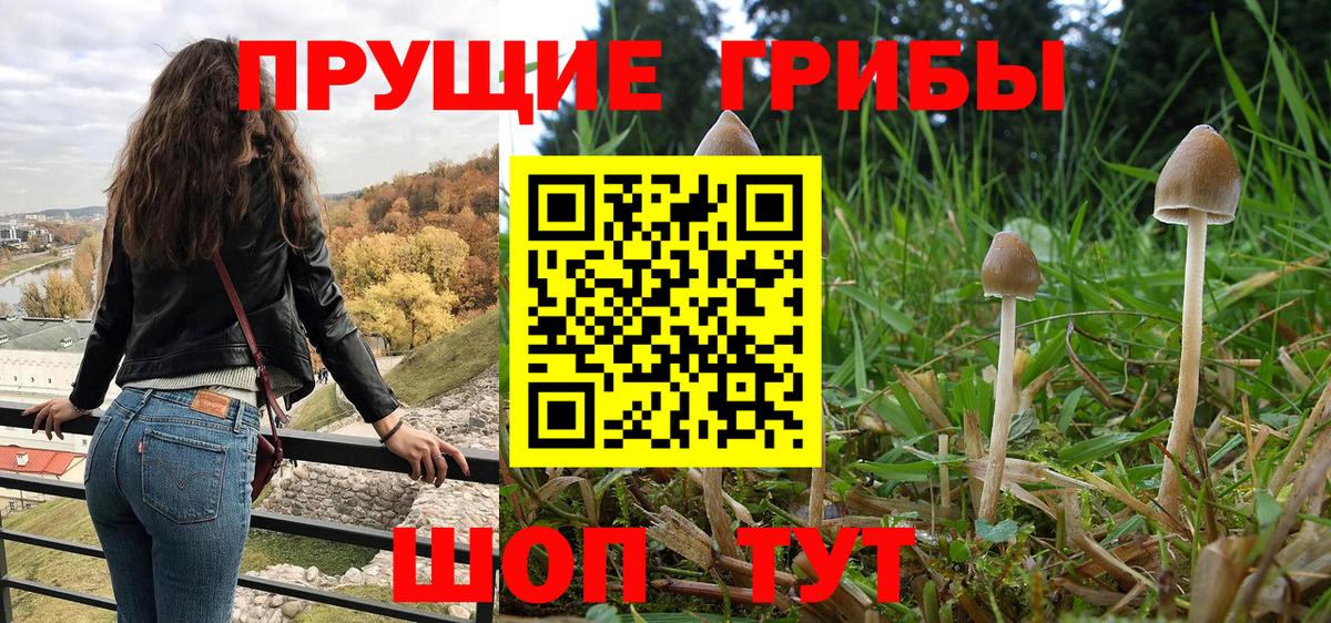 где купить   Псилоцибиновые грибы Psilocybe  Вход с VPN  Канаш  Псилоцибиновые грибы прущие грибы 
